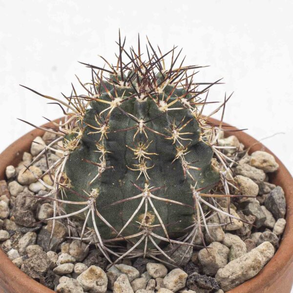 Echinocereus viridiflorus ssp. davisii