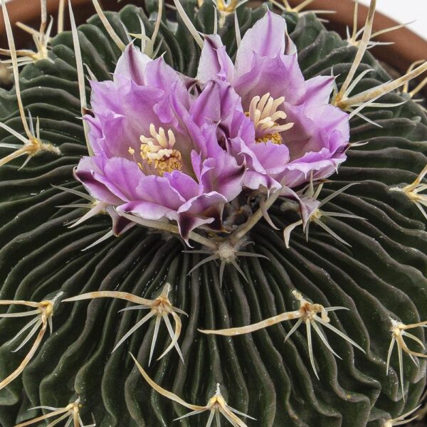 Echinofossulocactus multicostatus "supermulti" SB1147