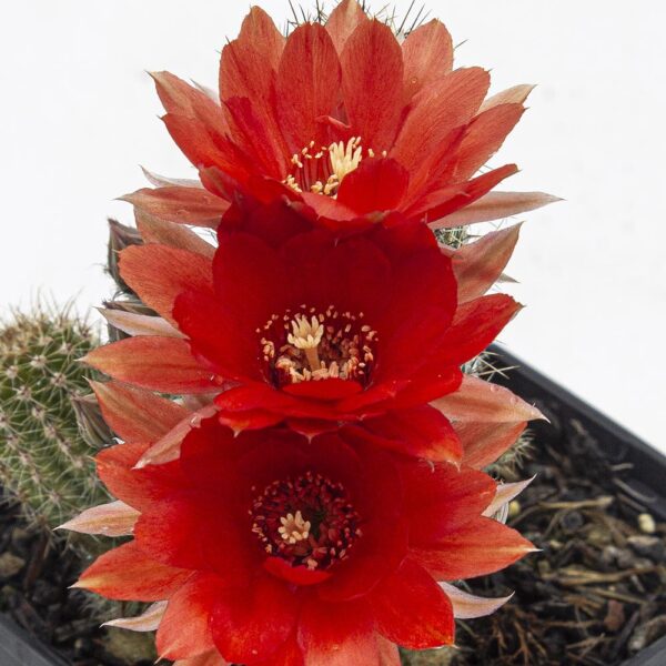 Echinopsis chamaecereus "Danissa" orangerot