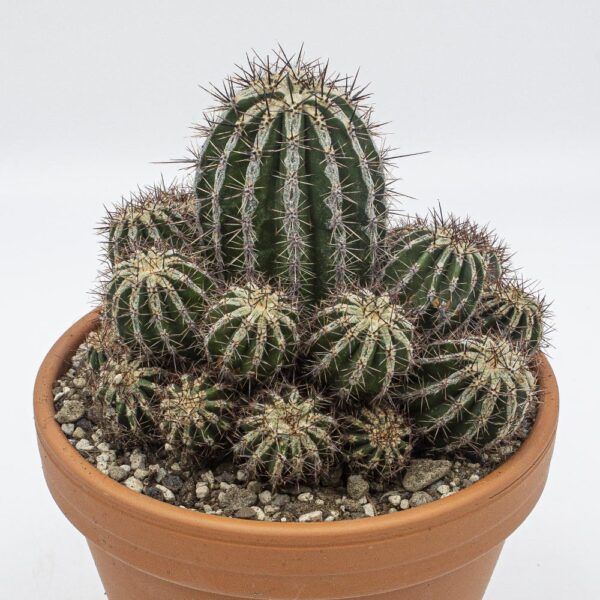 Echinopsis Haku-jo maru gross