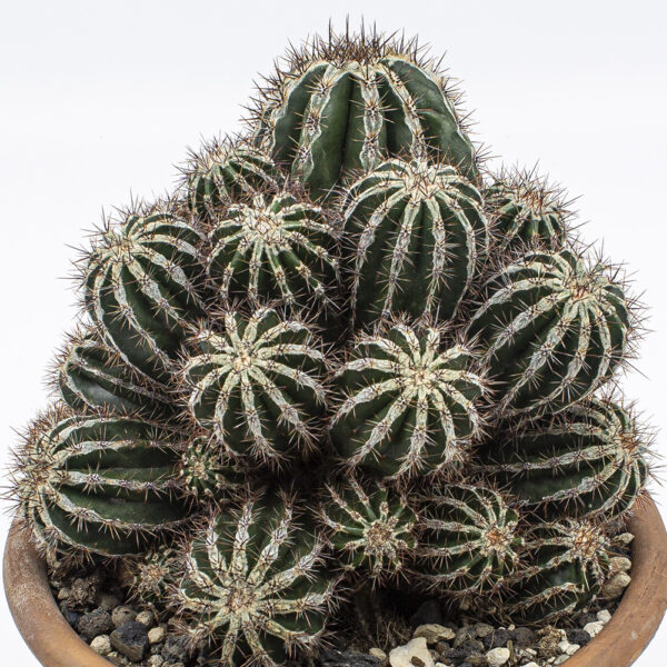 Echinopsis Hakujo