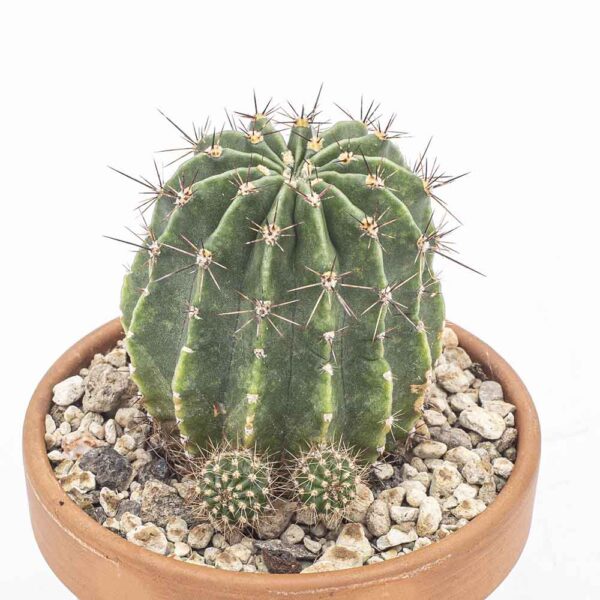 Echinopsis Hybride Salome