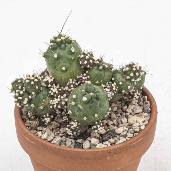 Echinopsis aurea ssp. shaferi monstrosa