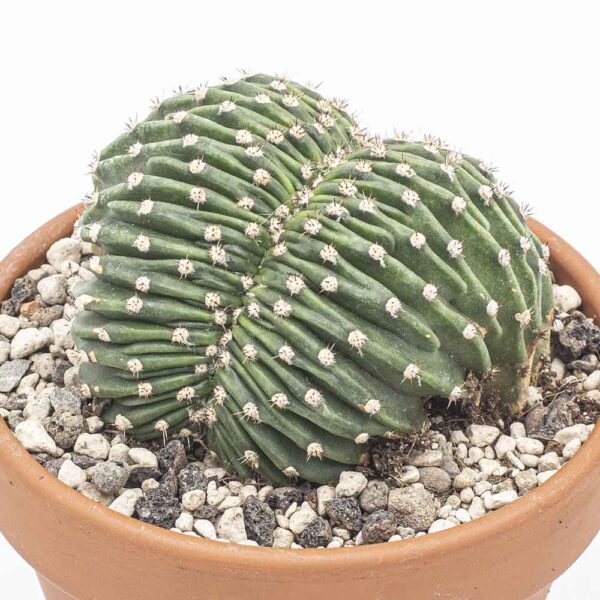 Echinopsis cristata