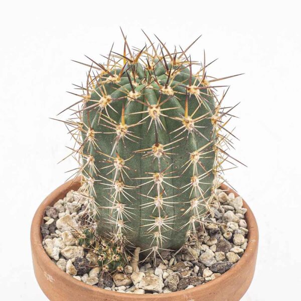 Echinopsis oxygona v. grandiflora