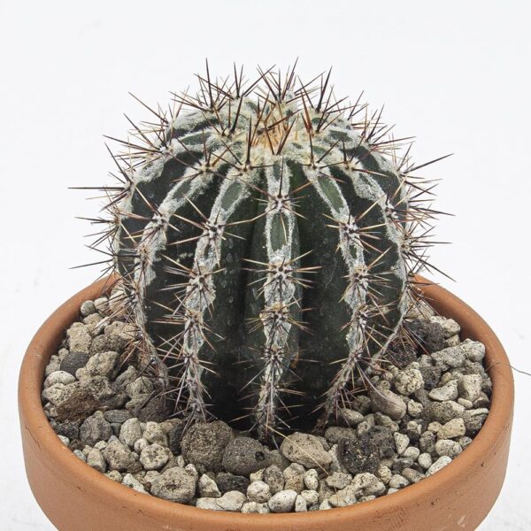 Echinopsis Haku-jo maru