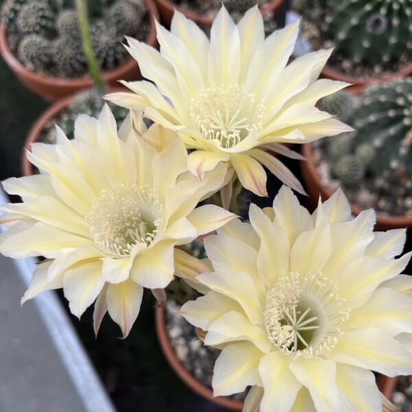 Echinopsis hellgelb mit Streifen
