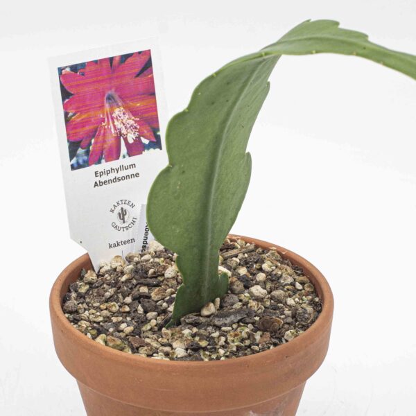 Epiphyllum Abendsonne