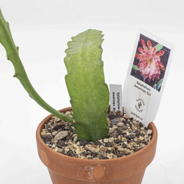 Epiphyllum American Girl