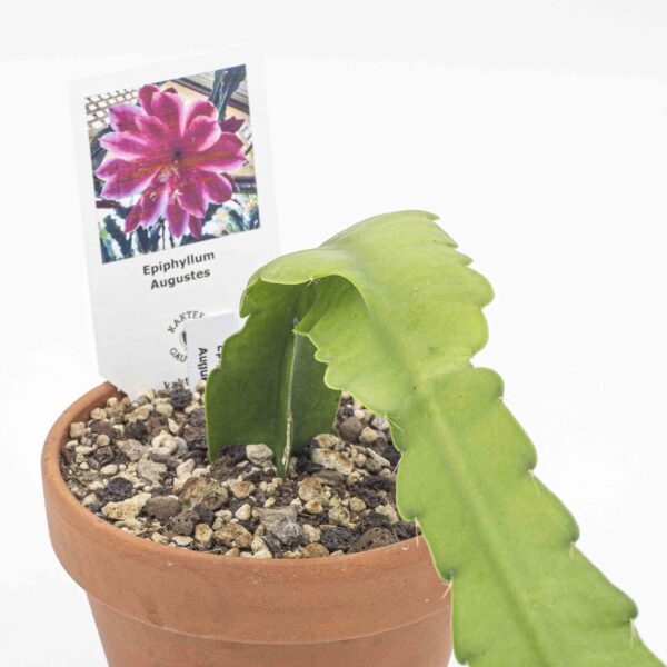Epiphyllum Augustes