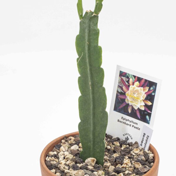 Epiphyllum Bernhard Paetz