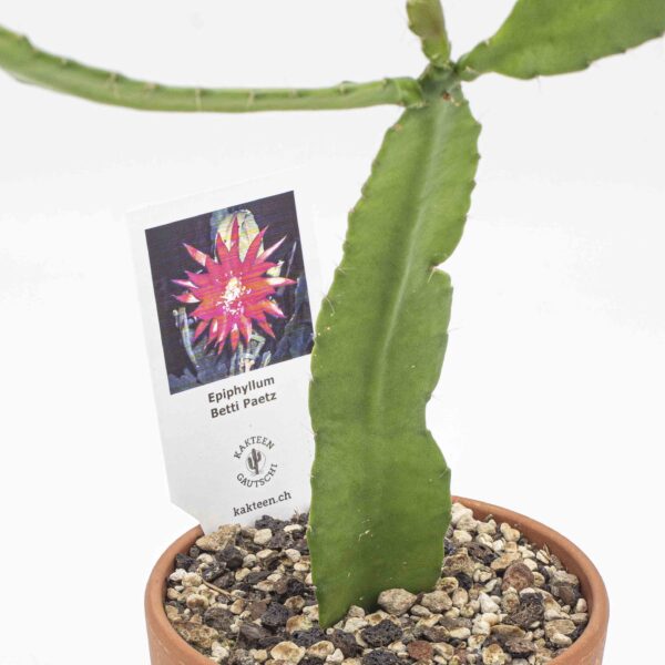 Epiphyllum Betti Paetz