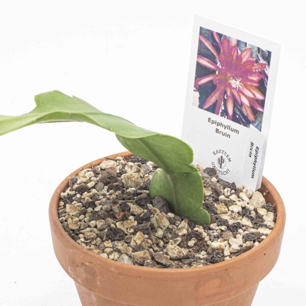 Epiphyllum Bruin