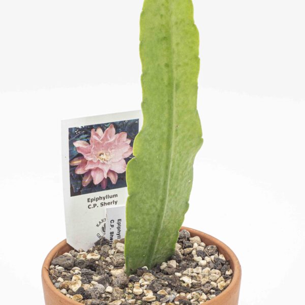 Epiphyllum C.P. Sherly