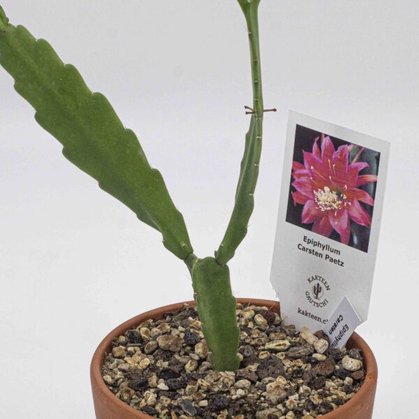 Epiphyllum Carsten Paetz