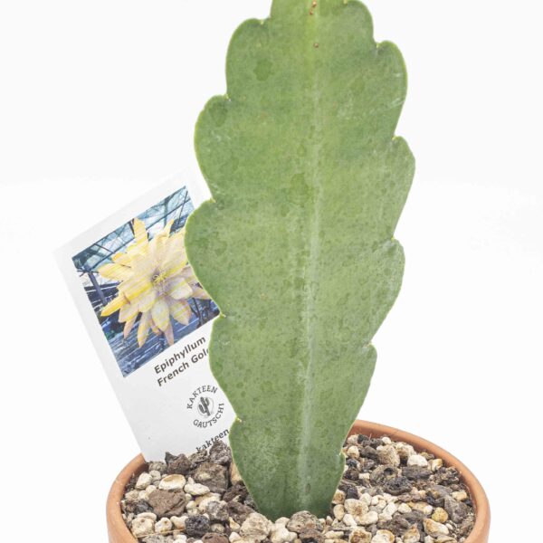 Epiphyllum French Gold
