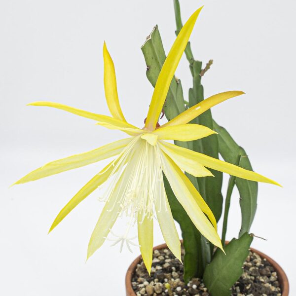Epiphyllum gelb Frühlingsgold