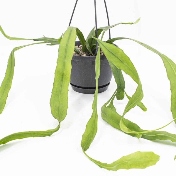 Epiphyllum pitteri Hänger