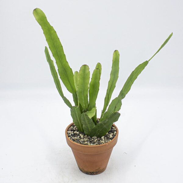 Epiphyllum pitteri