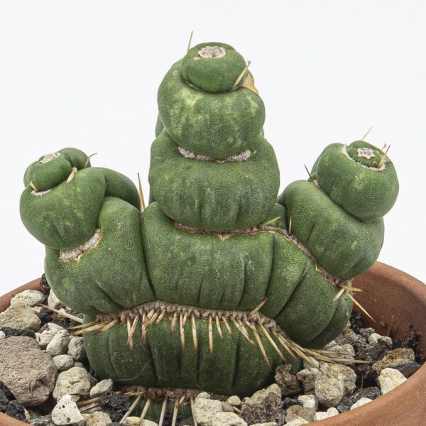 Eulychnia castanea spiralis