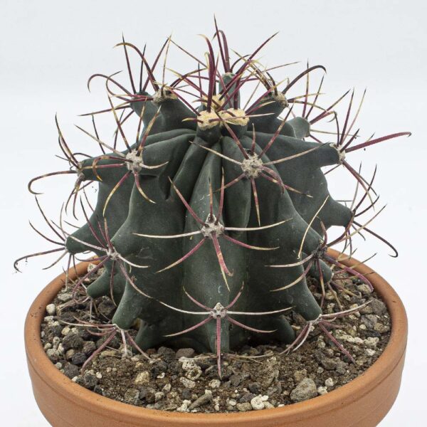 Ferocactus covilley klein