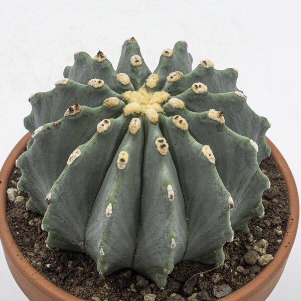 Ferocactus glaucescens inermis