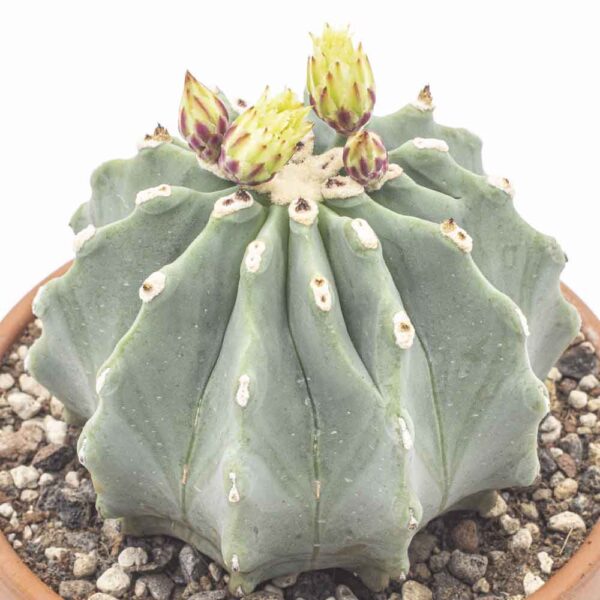 Ferocactus glaucescens inermis