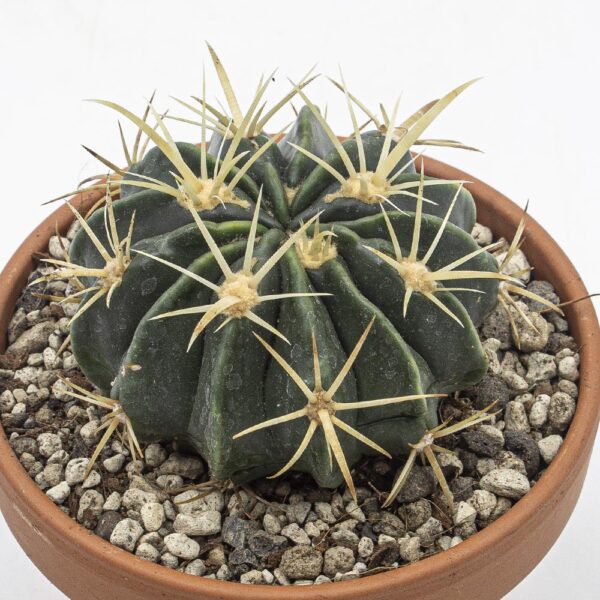 Ferocactus latispinus flavispinus