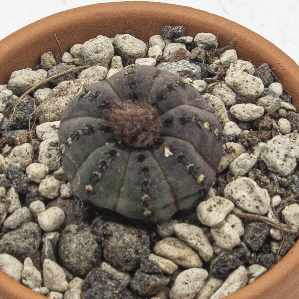 Frailea castanea