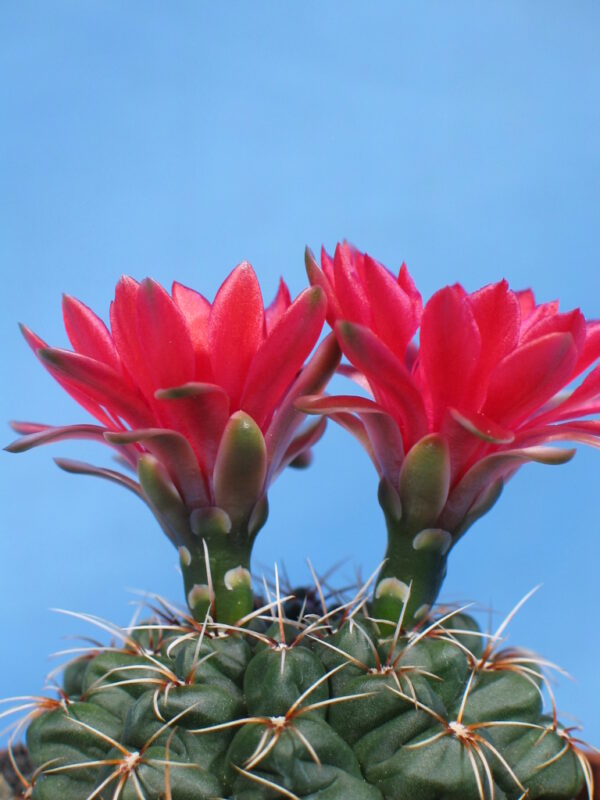 Gymnocalycium baldianum gross – Bild 6