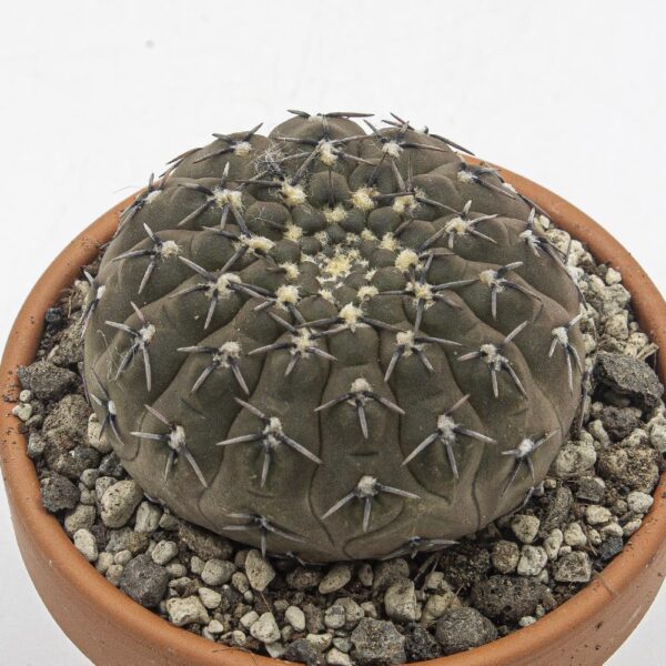 Gymnocalycium bodenbenderianum
