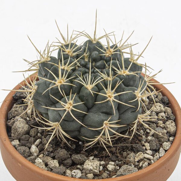 Gymnocalycium horridispinus