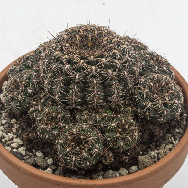 Gymnocalycium mesopotamicum