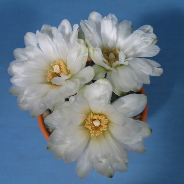 Gymnocalycium mesopotanicum
