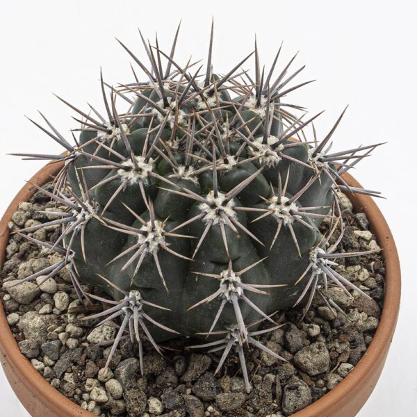 Gymnocalycium neuhuberi