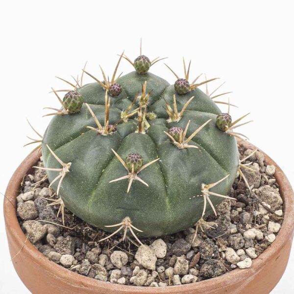 Gymnocalycium pflanzii