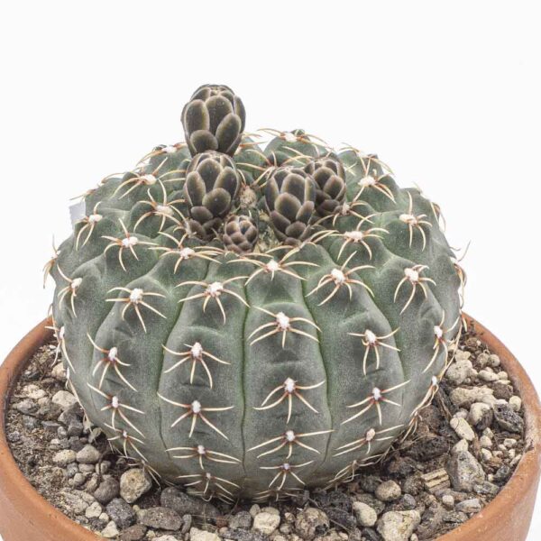 Gymnocalycium quehlianum