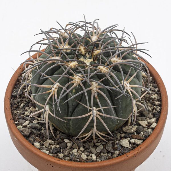 Gymnocalycium spegazzini