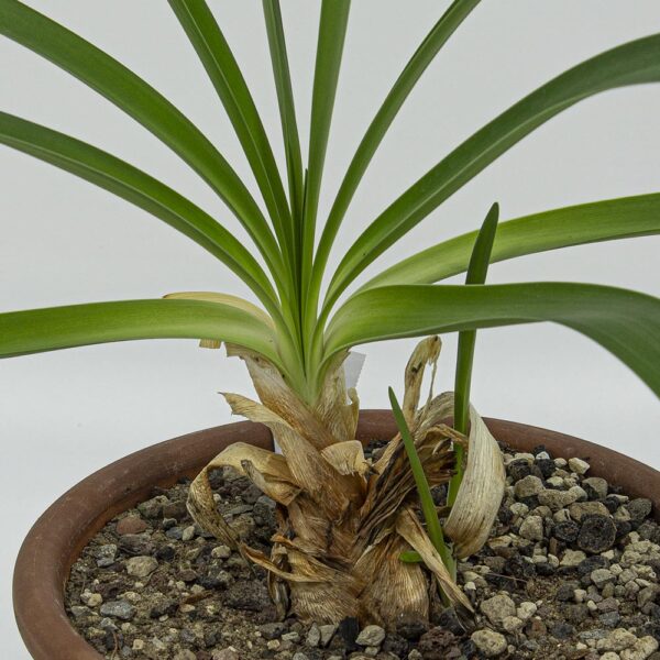Haemanthus fein