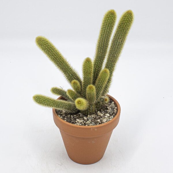 Hildewintera aureispina Gruppe