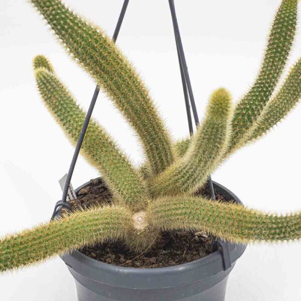 Hildewintera aureispina Hänger