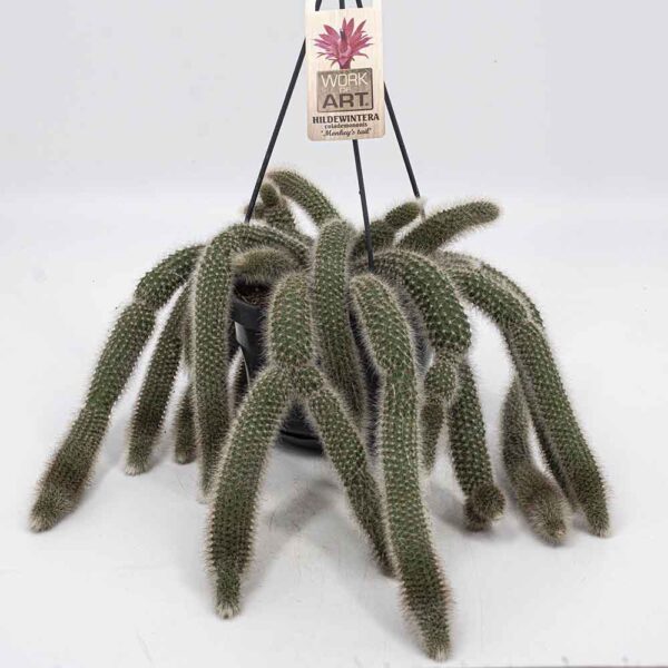 Hildewintera "Monkey's tail"