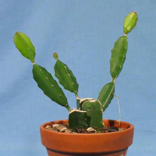 Hylocereus undatus – Bild 3