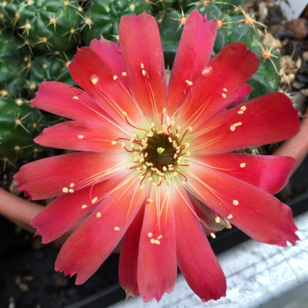 Lobivia hertichiana – Bild 3