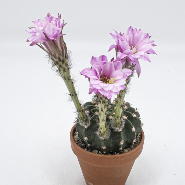 Lobivia cervantes rosa