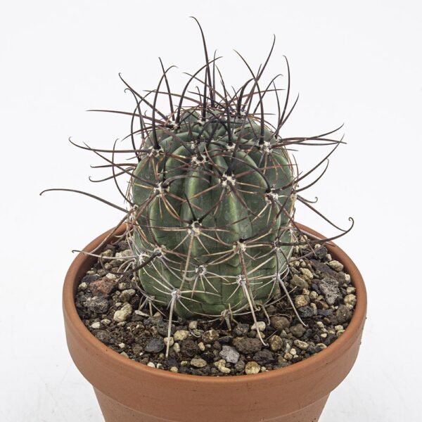 Lobivia ferox