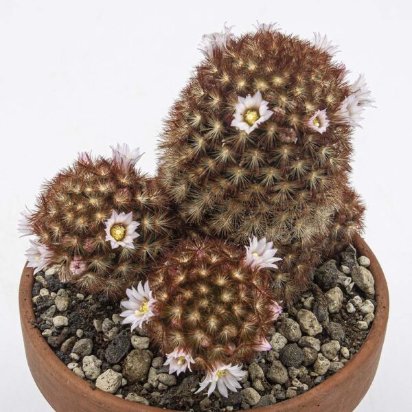 Mammillaria carmenea helle Blüte – Bild 2