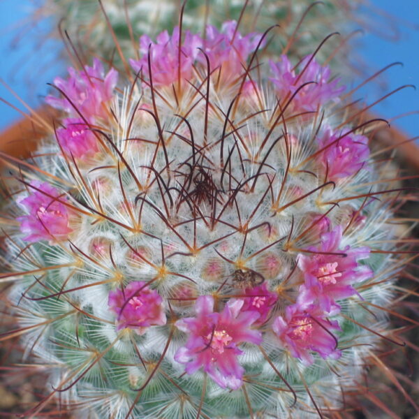 Mammillaria bombycina Gruppe – Bild 2
