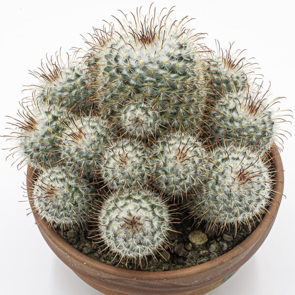 Mammillaria bombycina Gruppe – Bild 3