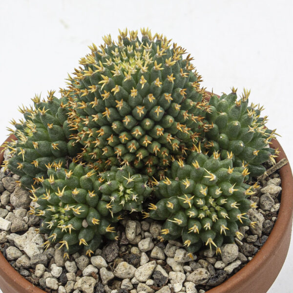 Mammillaria camptotricha bru